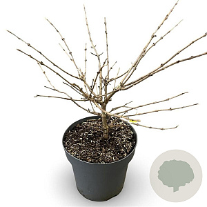 Viburnum plic. 'Mariesii' 60-80 cm 12L