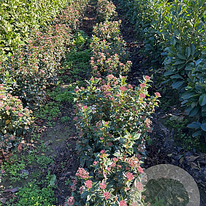 Viburnum tinus 50-60 cm met kluit