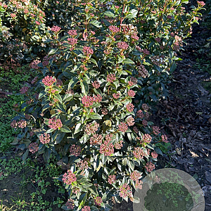 Viburnum tinus 50-60 cm met kluit