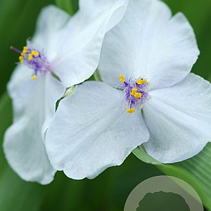 Tradescantia (A) 'Osprey' GM P9