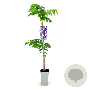 Wisteria flor. 'Multijuga' 80-100 cm 2,5L