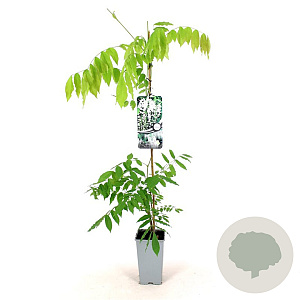 Wisteria flor. 'Shiro-noda' 80-100 cm 2,5L