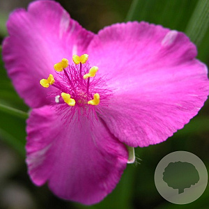Tradescantia (A) 'Rubra' GM P9