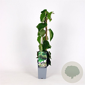 Actinidia deliciosa 'Hayward' 70 cm 2,0L