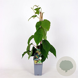 Actinidia deliciosa 'Jenny' 70 cm 2,0L