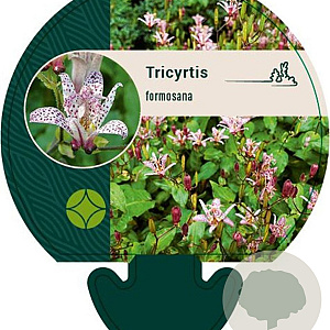 Tricyrtis formosana GM P9