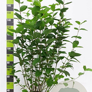 Cornus alba 'Sibirica' 100-125 cm 12L