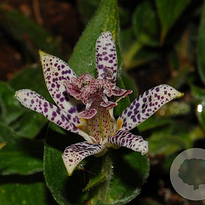 Tricyrtis hirta GM P9
