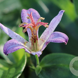 Tricyrtis hirta 'Taiwan Adbane' GM P9