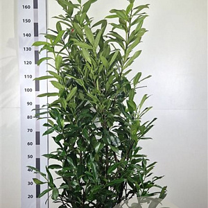 Prunus l. 'Caucasica' 120-140 cm met kluit