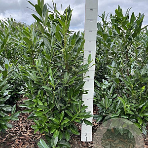 Prunus l. 'Caucasica' 120-140 cm met kluit