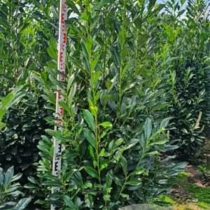 Prunus l. Elly 175-200 cm met kluit