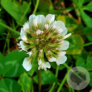 Trifolium repens GM P9