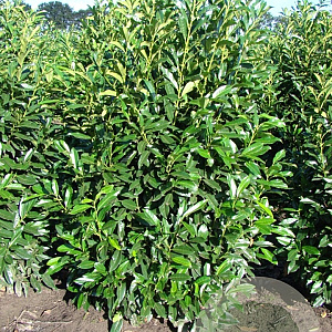 Prunus l. 'Herbergii' 175-200 cm draadkluit
