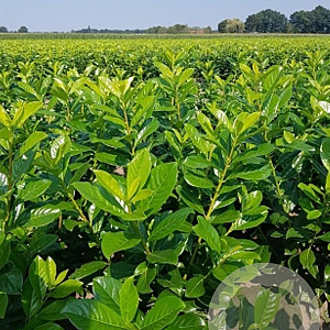 Prunus l. 'Novita' 60-80 cm draadkluit