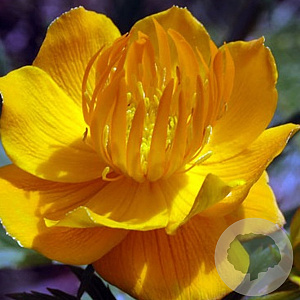 Trollius chinensis 'Golden Queen' GM P9