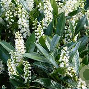 Prunus l. 'Otto Luyken' 30-40 cm draadkluit