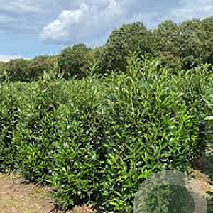 Prunus l. 'Reynvaanii' 80-100 cm draadkluit