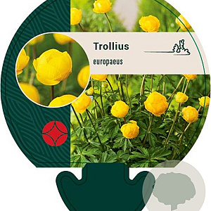 Trollius europaeus GM P9