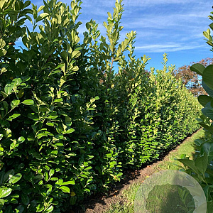 Prunus I. 'Rotundifolia' 175-200 cm draadkluit