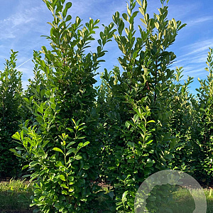 Prunus I. 'Rotundifolia' 225-250 cm draadkluit