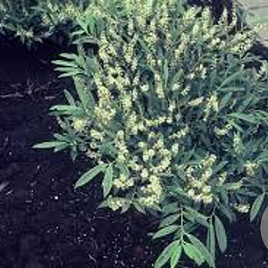 Prunus l. 'Zabeliana' 40-50 cm draadkluit 220 cm stam blok 180x180x250