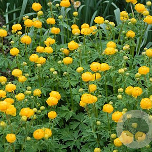 Trollius 'Prichard's Giant' GM P9