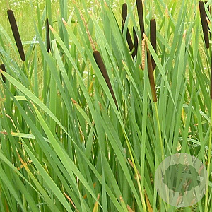 Typha latifolia GM P9
