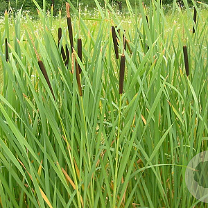 Typha latifolia GM P9