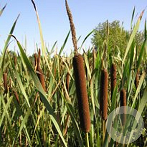 Typha latifolia GM P9