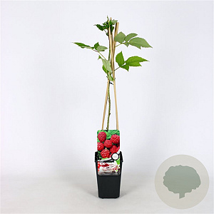 Rubus idaeus 'Autumn Bliss' 70 cm 2,0L