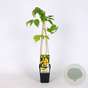 Rubus idaeus 'Fallgold' 70 cm 2,0L