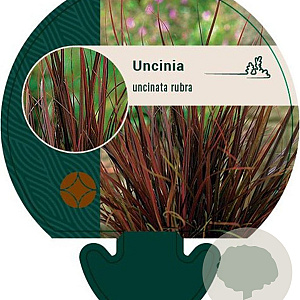 Uncinia rubra GM P9