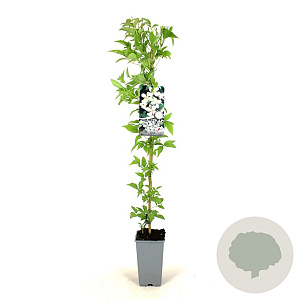 Clematis montana mix 80-100 cm 2,5L