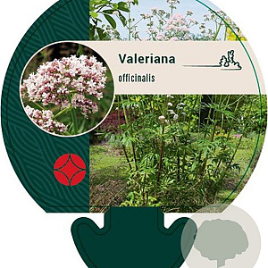 Valeriana officinalis GM P9