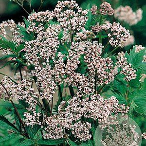 Valeriana officinalis GM P9