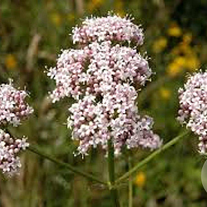 Valeriana officinalis GM P9