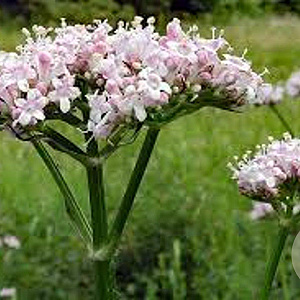 Valeriana officinalis GM P9