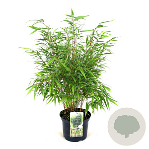 Fargesia robusta 'Formidable' 60-80 cm 5,0L