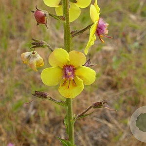 Verbascum blattaria GM P9
