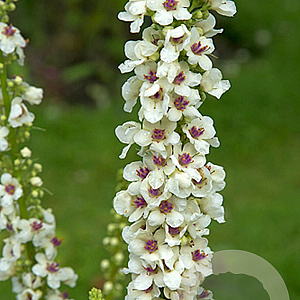 Verbascum chaixii 'Album' GM P9