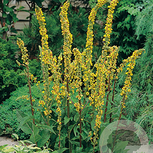 Verbascum nigrum GM P9