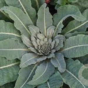 Verbascum olympicum GM P9