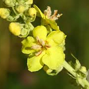 Verbascum olympicum GM P9