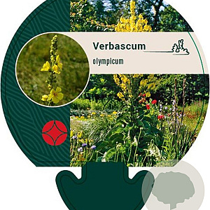 Verbascum olympicum GM P9