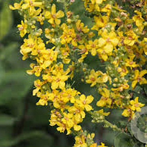 Verbascum olympicum GM P9