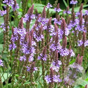 Verbena hastata GM P9