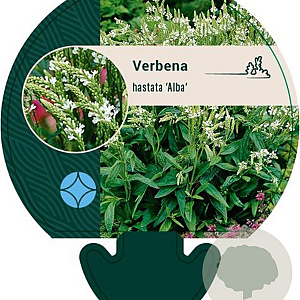 Verbena hastata 'Alba' GM P9