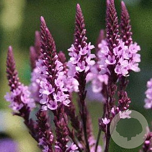 Verbena hastata 'Rosea' GM P9