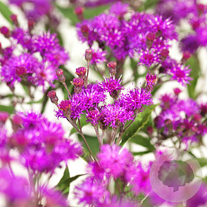 Vernonia crinita GM P9